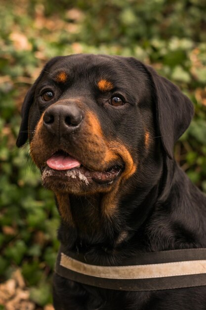 Foto retrato de perro en primer plano