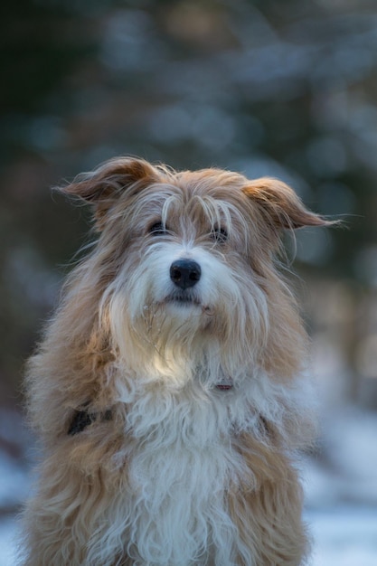 Foto retrato de perro en primer plano