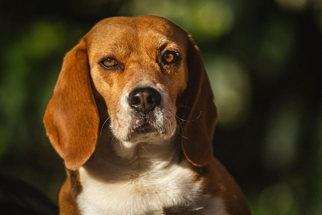 Retrato de perro en primer plano