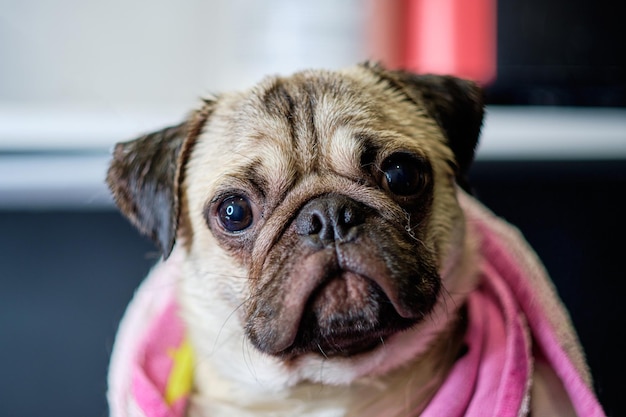 Retrato de un perro pug cubierto con una toalla después de lavarse en el baño