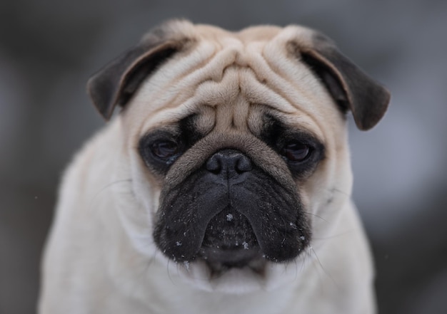 retrato de perro pug en invierno