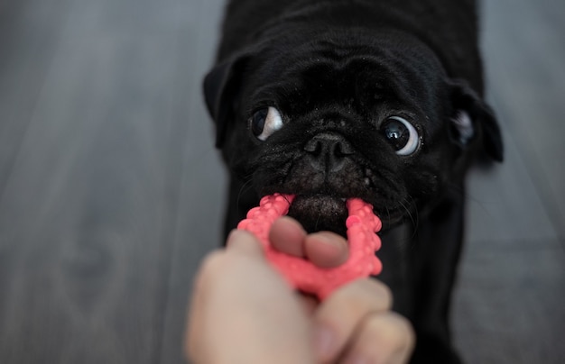 Retrato de un perro pug negro, de perfil