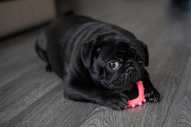 Retrato de un perro pug negro, de perfil