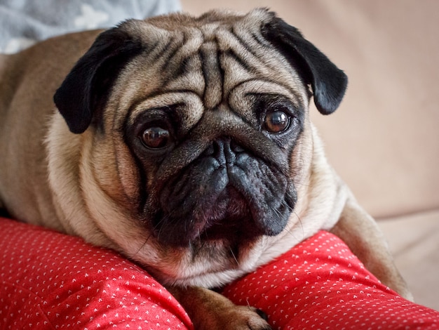 Retrato de un perro pug con ojos grandes