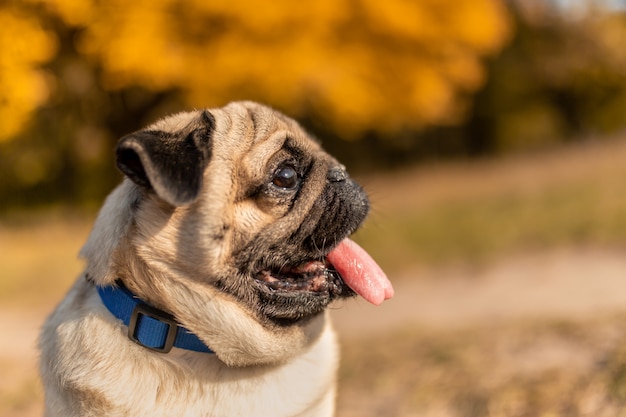 Retrato de un perro pug sentado en el parque de otoño en hojas amarillas contra los árboles