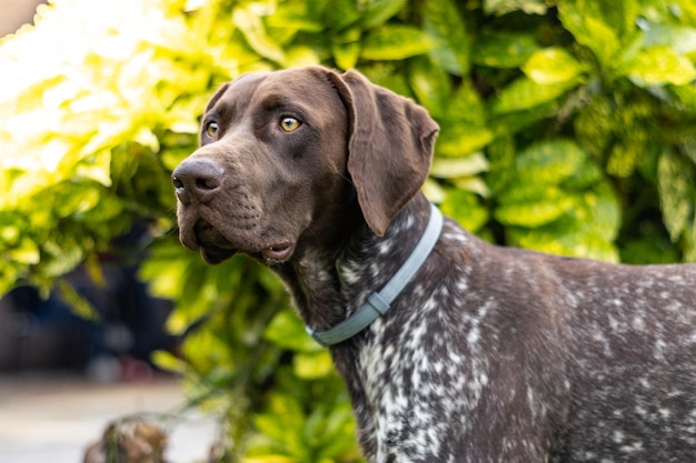 Retrato de un perro puntero alemán de pelo corto observando algo con un fondo de plantas verdes en verano