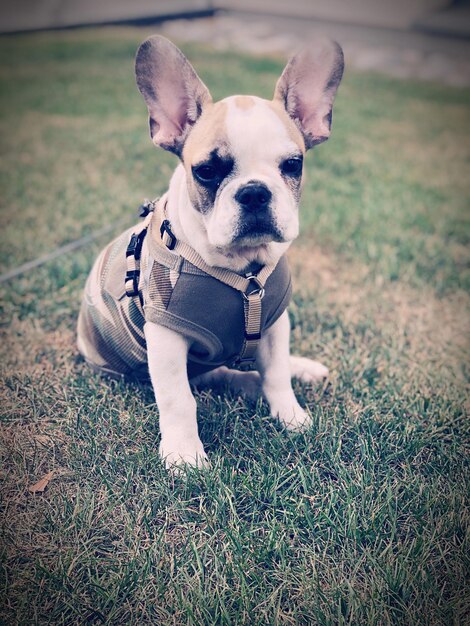 Foto retrato de un perro que mira hacia otro lado