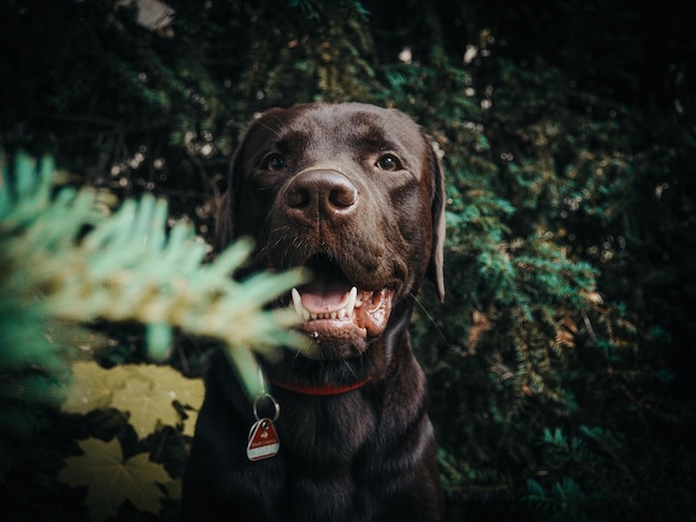 Retrato de un perro que mira hacia otro lado