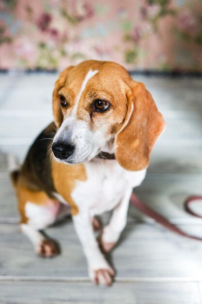 Foto retrato de un perro que mira hacia otro lado