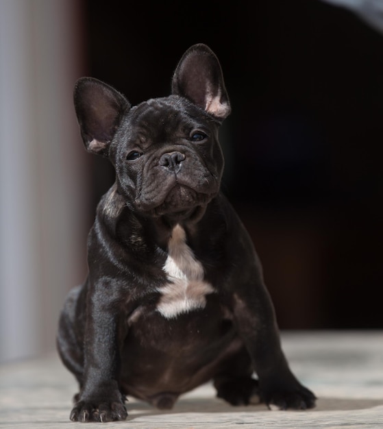 Retrato de un perro que mira hacia otro lado