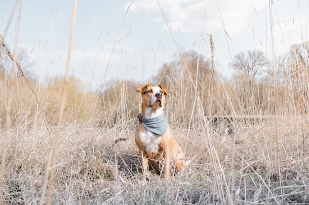 Retrato de un perro que pasa tiempo en la naturaleza.