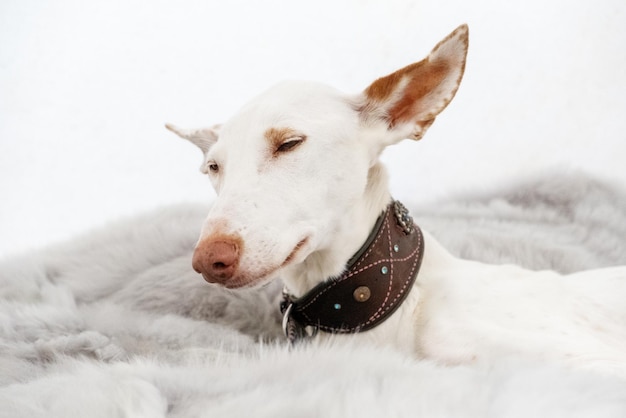 Retrato de un perro de raza blanca Podenco Ibizanco o Podenco Ibicenco