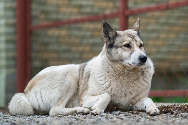 Retrato de un perro de raza Laika siberiana del oeste sentado al aire libre en un patio.