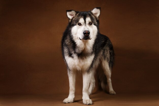 Retrato de perro de raza malamute de alaska de pie en estudio en blackground marrón