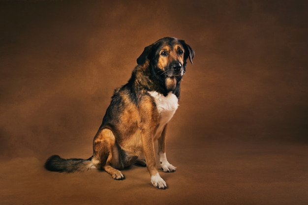 Retrato de perro de raza mixta marrón y negro sentado en el estudio