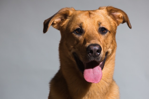 Retrato de un perro de raza mixta sentado