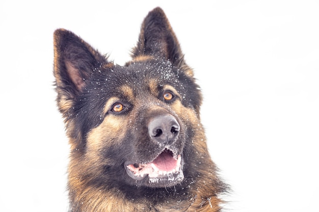 Retrato de un perro de raza pastor alemán de cerca. Entrenamiento de pastor.