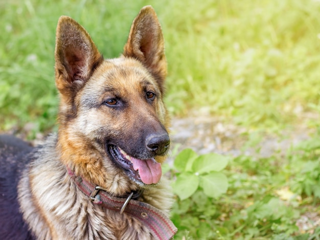 Retrato de perro una raza Pastor Alemán primer plano sobre fondo de hierba en campo