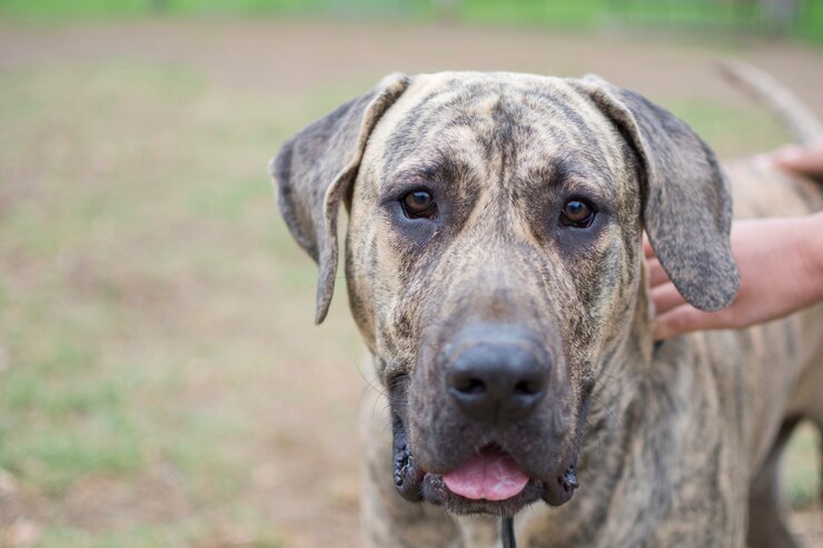 Retrato de un perro de raza presa canario en el parque