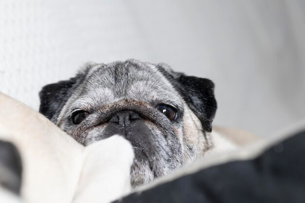 Retrato de perro de raza pug con cara adorable. Perro casero tirado en el sofá