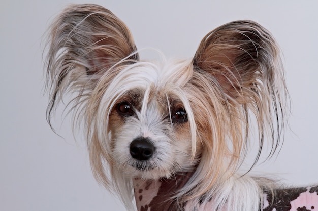 Foto retrato de perro de raza pura