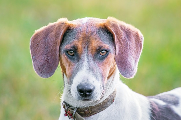 Retrato de perro de raza sabueso estonio