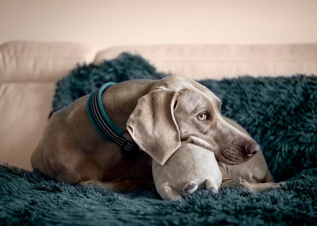 Foto retrato de un perro de la raza weimaraner weimarianer en un sofá sobre una manta verde y su juguete