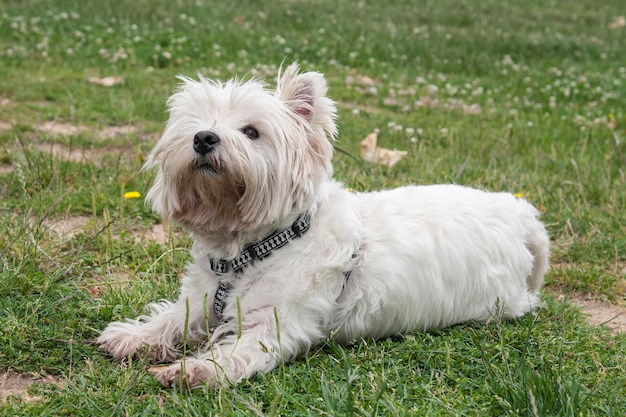 Retrato de un perro de raza westy tirado en la hierba y mirando curioso