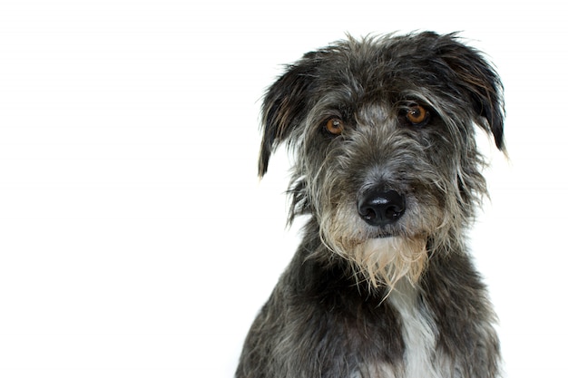 RETRATO DE UN PERRO RAZO MEZCLADO NEGRO CON EXPRESIÓN SERIA