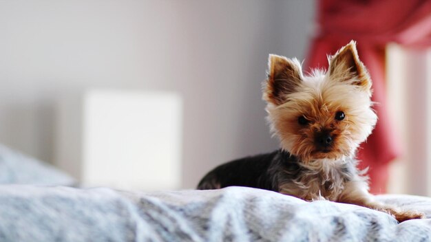 Foto retrato de un perro relajándose en la cama en casa