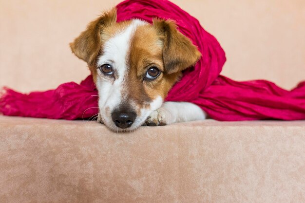 Foto retrato de un perro relajándose en la cama en casa