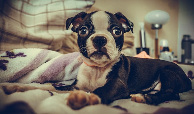 Retrato de un perro relajándose en la cama en casa