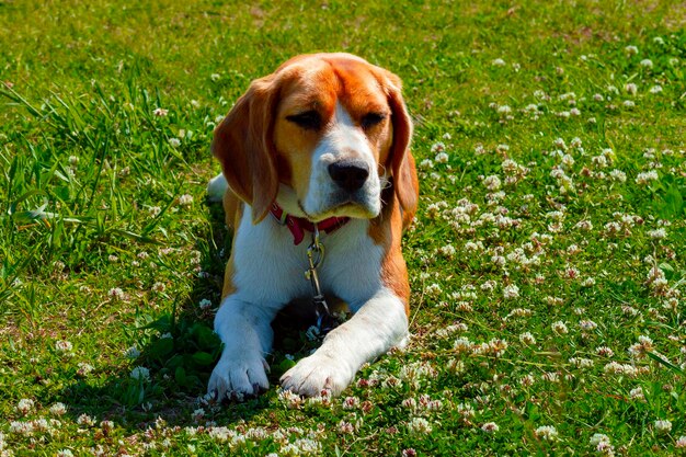 Retrato de un perro relajándose en el campo