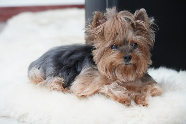 Foto retrato de un perro relajándose en casa