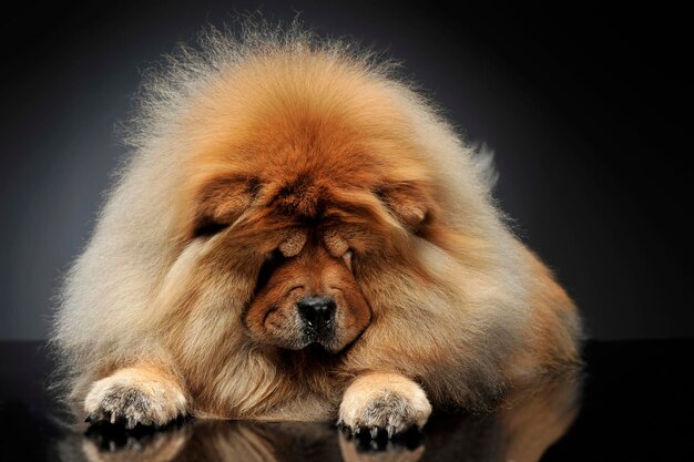 Retrato de un perro relajándose contra un fondo negro