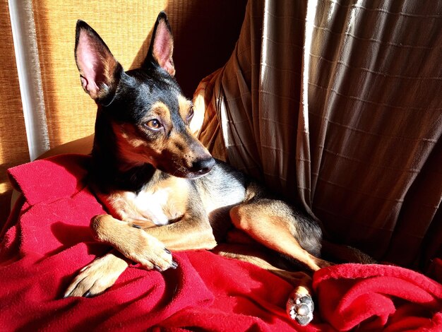 Retrato de un perro relajándose en el sofá