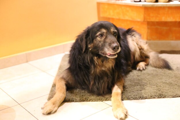 Foto retrato de un perro relajándose en el suelo