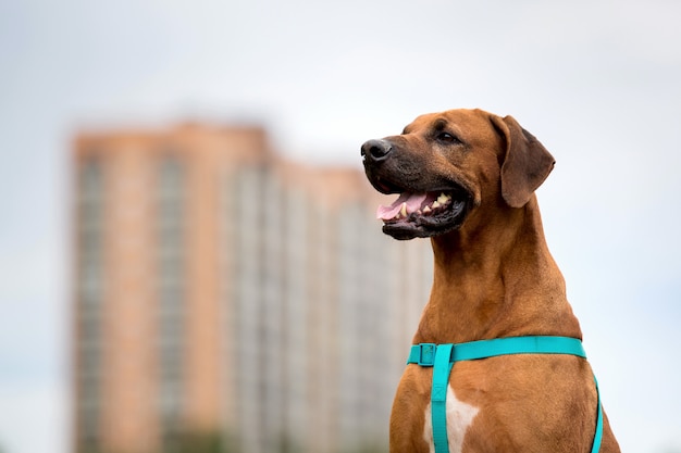 Retrato de un perro Ridgeback de Rodesia de pie en una pradera al aire libre en un campo verde