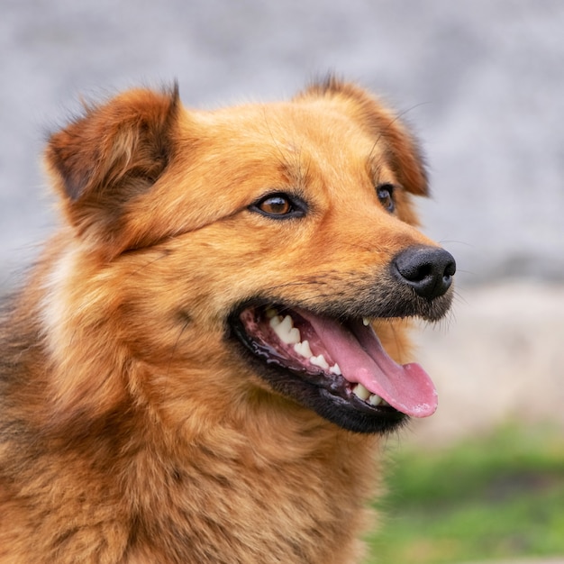 Foto retrato de un perro rojo con la boca abierta de perfil sobre fondo borroso