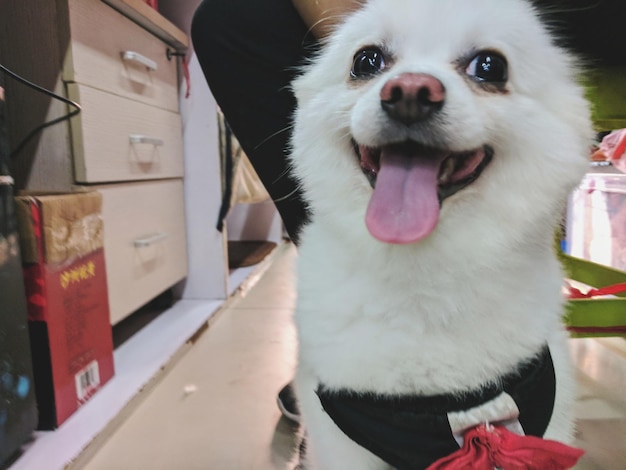 Foto retrato de un perro sacando la lengua