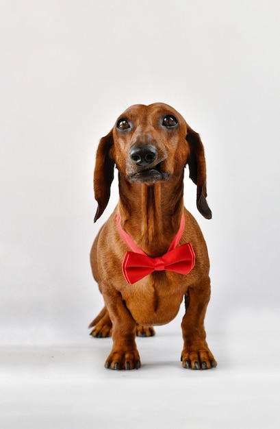 Retrato de un perro salchicha divertido sobre un fondo blanco.