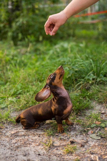 Foto retrato de un perro salchicha en miniatura en el parque