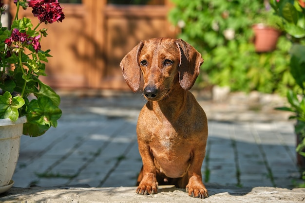 Retrato de perro salchicha de pelo liso estándar