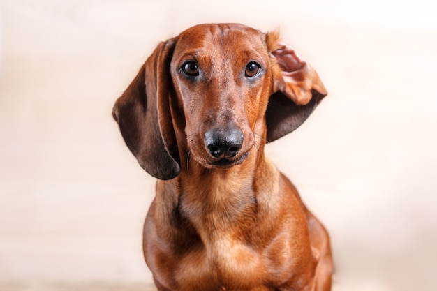 retrato de perro salchicha roja