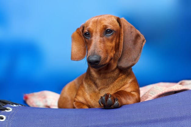 retrato de perro salchicha roja