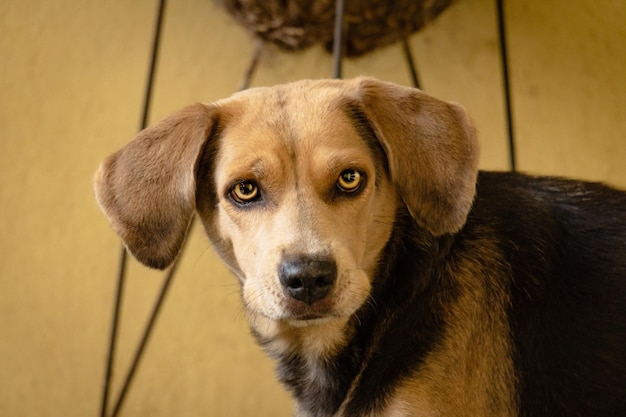 retrato de un perro salchicha