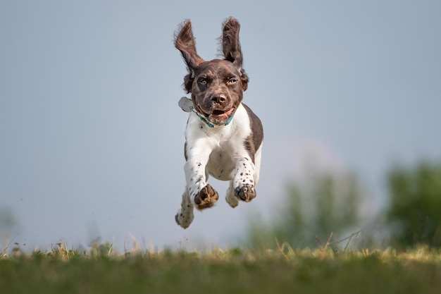 Foto retrato de un perro saltando en un campo de hierba