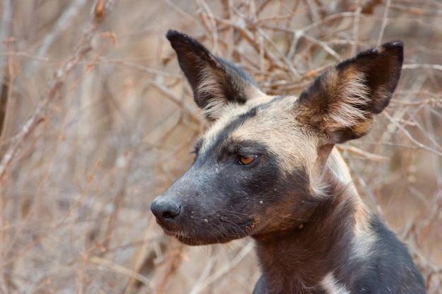 Retrato de perro salvaje africano Parque Nacional Tsavo Este Kenia Foto de archivo