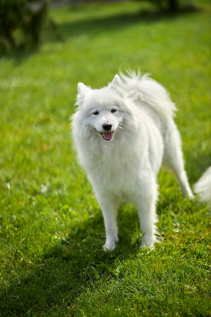 Retrato de un perro samoyedo. Lindo perro de cerca. Perro sobre un fondo de hierba verde. perro en la naturaleza