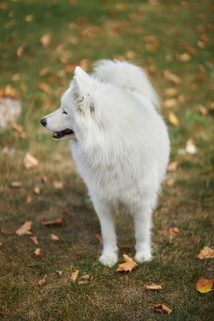 Retrato de un perro samoyedo. Lindo perro de cerca. Perro sobre un fondo de hierba verde. perro en la naturaleza